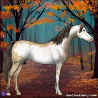 Horse Color:Buckskin Frame 