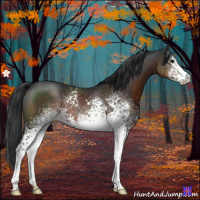 Horse Color:White Spotted Brown 
