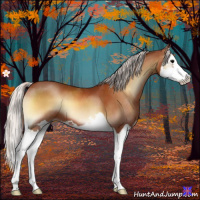 Horse Color:Silver Bay Onyx Splash 