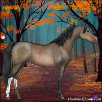 Horse Color:Brown Dun 