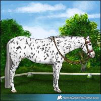 Horse Color:Black Appaloosa