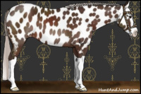 Horse Color:Silver Brown Splash Near Leopard 