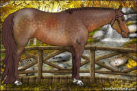 Horse Color:Chocolate Buckskin 
