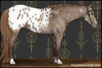 Horse Color:Liver Chestnut Appaloosa 