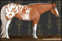Horse Color:White Spotted Chocolate Silver Bay Appaloosa 
