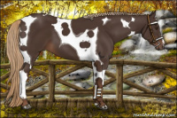 Horse Color:Liver Chestnut Tobiano 