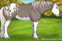 Horse Color:Silver Grullo Splash Appaloosa 