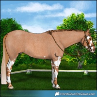 Horse Color:Red Roan Splash 