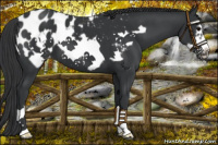 Horse Color:Black Frame Appaloosa 