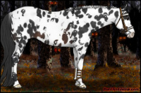 Horse Color:Brown Splash Tobiano Leopard
