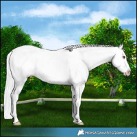 Horse Color:Brown Chinchilla Dun Appaloosa