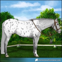 Horse Color:Grullo Chinchilla Appaloosa