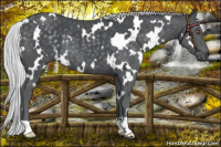 Horse Color:White Spotted Silver Black Chinchilla Rabicano 