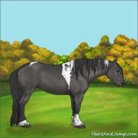 Horse Color:Black Tobiano 