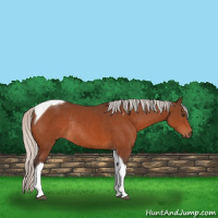 Horse Color:Silver Brown Tobiano Rabicano