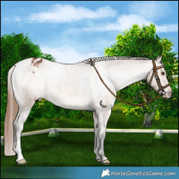 Horse Color:Bay Dun Varnish Brindle 