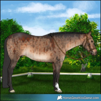 Horse Color:Brown Dun Brindle 