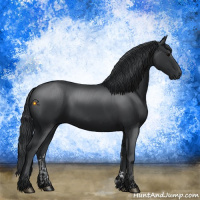 Horse Color:Black and Black