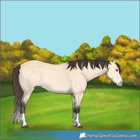 Horse Color:Buckskin Dun Splash 