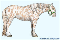 Horse Color:Gold Champagne Leopard  and Gold Champagne Leopard Rabicano 