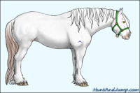 Horse Color:Amber Champagne Appaloosa  and Sable Champagne Appaloosa 