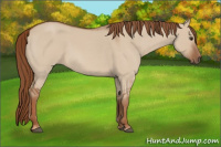 Horse Color:Red Dun Roan 