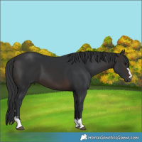 Horse Color:Brown 