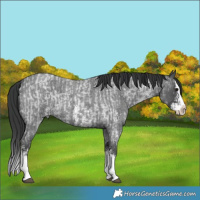 Horse Color:Blue Roan Sabino Splash  and Blue Roan Sabino Splash 