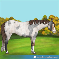 Horse Color:Blue Roan Sabino Splash and Classic Champagne Roan Sabino Splash