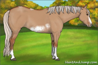 Horse Color:Silver Bay Dun Sabino Tobiano Frame Rabicano 