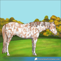 Horse Color:Gold Champagne Leopard  and Gold Champagne Leopard 
