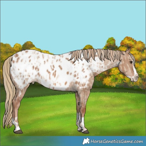 Horse Color:Red Dun Appaloosa  and Red Dun Splash Appaloosa 