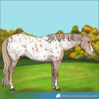 Horse Color:Red Dun Near Leopard  and Red Dun Splash Near Leopard 