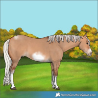 Horse Color:Silver Bay Dun Sabino Tobiano Frame Rabicano 