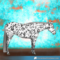Horse Color:Black Appaloosa 