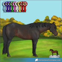Horse Color:Brown 