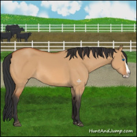 Horse Color:Bay Dun Splash 
