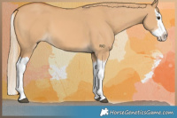 Horse Color:Red Dun Splash 
