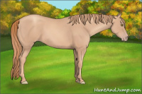 Horse Color:Gold Champagne 