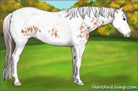 Horse Color:Bay Splash Tobiano Near Leopard  and Bay Splash Tobiano Near Leopard 