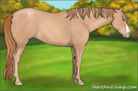 Horse Color:Gold Champagne Splash 