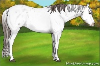 Horse Color:Liver Chestnut Sabino Splash Blanket  and Liver Chestnut Sabino Splash Blanket 