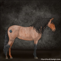 Horse Color:Bay Roan 