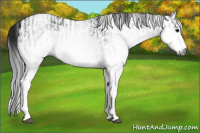Horse Color:Gray White Spotted Black and Gray White Spotted Black
