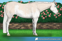 Horse Color:Cremello Sabino  and Cremello Sabino Splash 