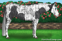 Horse Color:Blue Roan Sabino Splash Appaloosa  and Black Sabino Splash Tobiano Appaloosa 