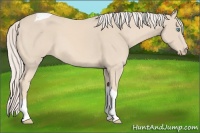 Horse Color:Cremello Tobiano 