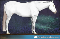 Horse Color:Sable Champagne Appaloosa Rabicano  and Sable Champagne Frame Appaloosa Rabicano 