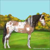Horse Color:Sable Champagne Appaloosa  and Sable Champagne 