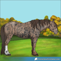 Horse Color:Black  and Classic Champagne 